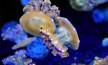 Explosión de medusas en La Manga: Lo que debes saber